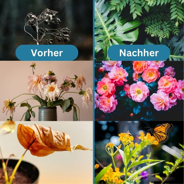 PlantGrow™️ - Umweltfreundliches und beschleunigtes Pflanzenwachstum | 1+1 Gratis